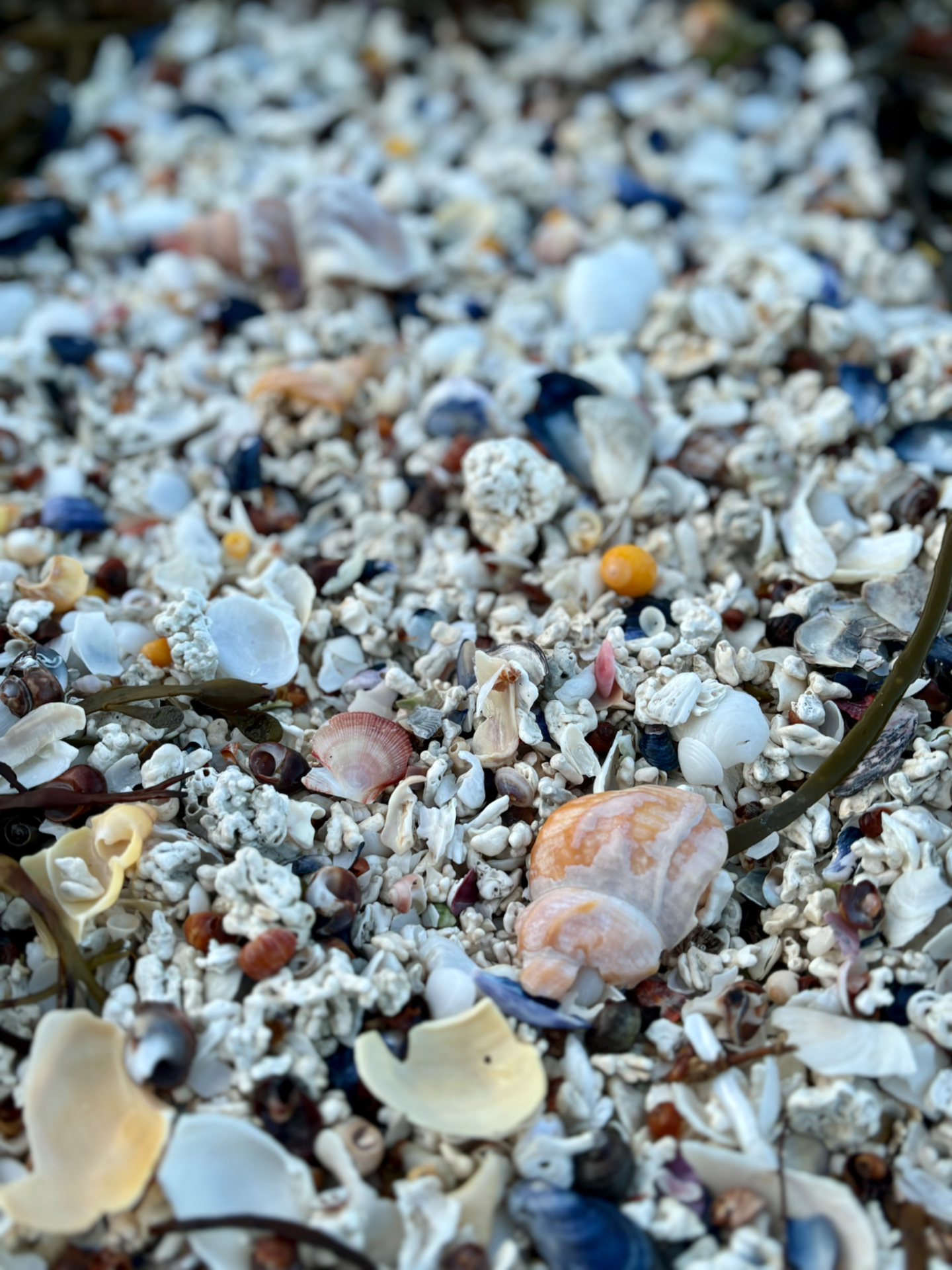 Corals and shells